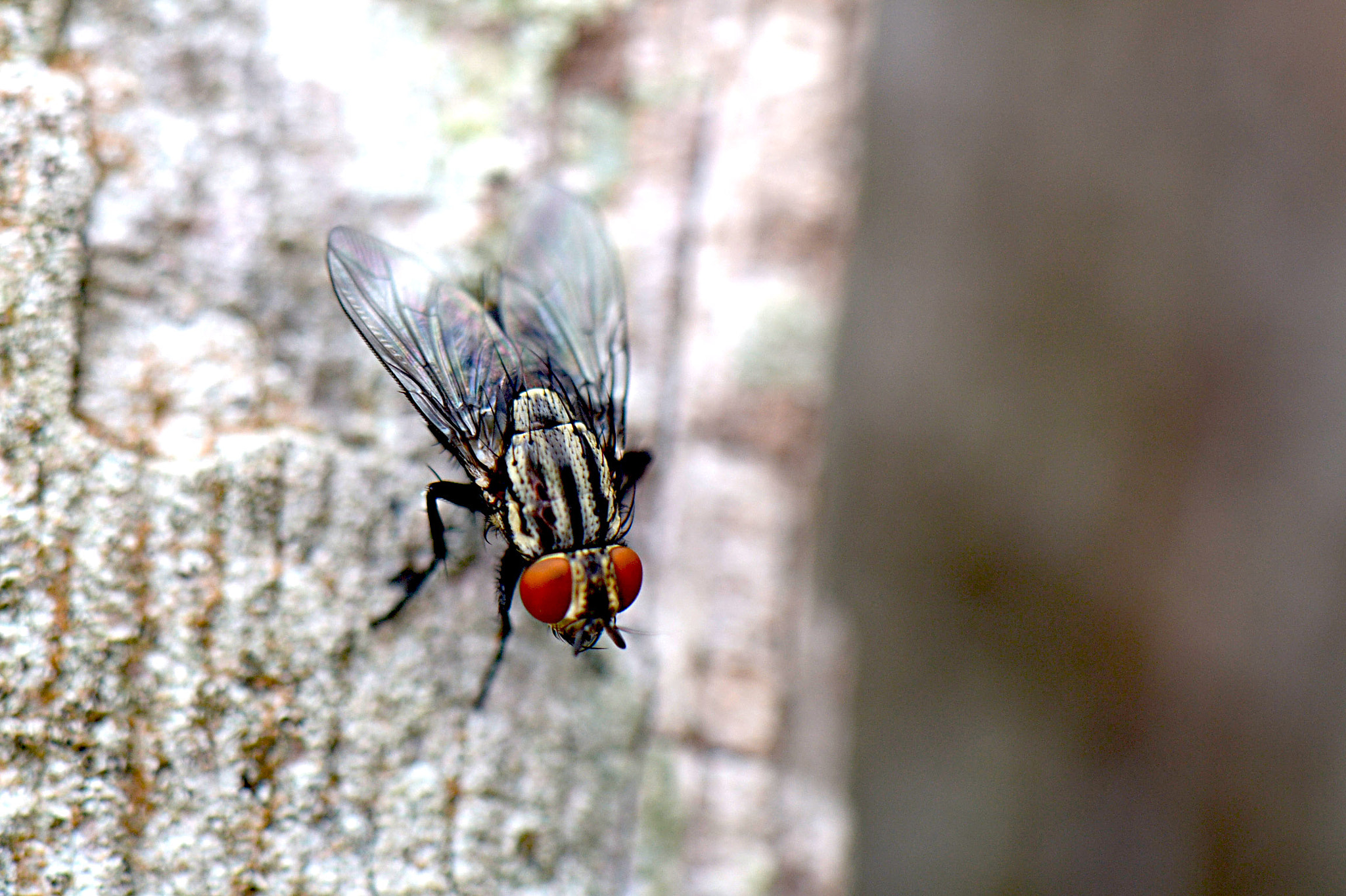 Nikon AF-S DX Micro-Nikkor 85mm F3.5G ED VR sample photo. Red eyes photography