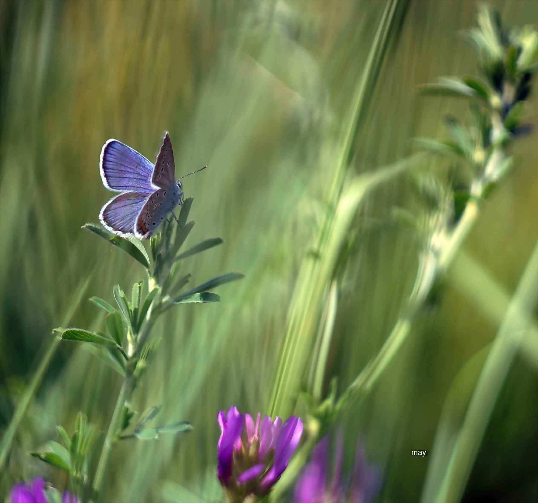 Sony SLT-A65 (SLT-A65V) + Minolta AF 50mm F1.7 sample photo. A wonderful dream.. photography