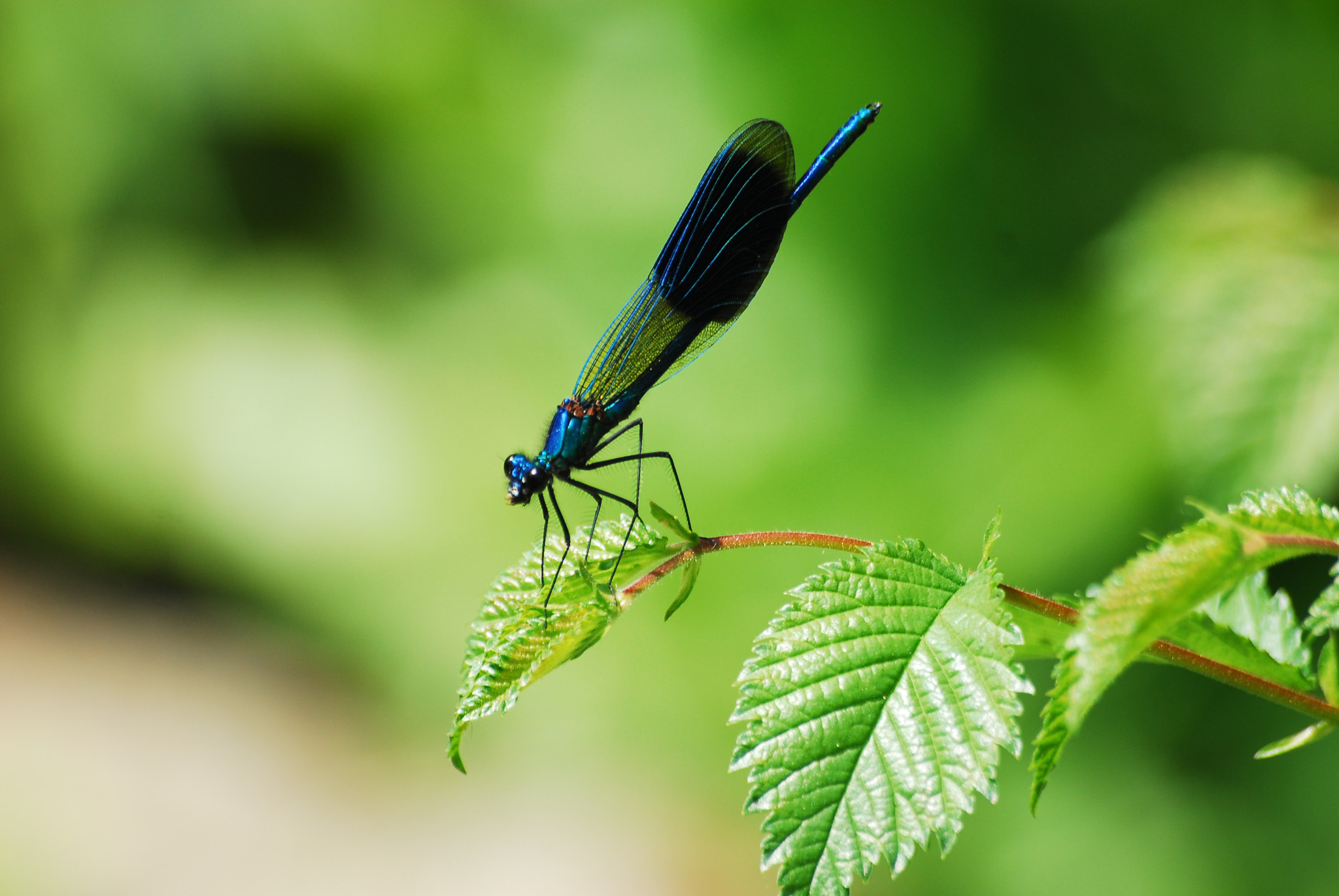 Nikon D200 + Sigma 70-300mm F4-5.6 APO Macro Super II sample photo. Jar_0175.jpg photography