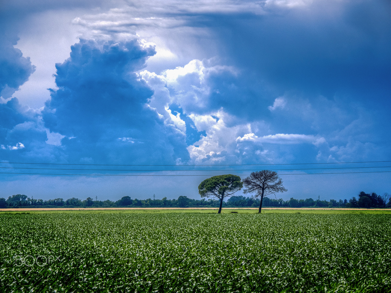 Olympus OM-D E-M10 sample photo. Corn & clouds photography