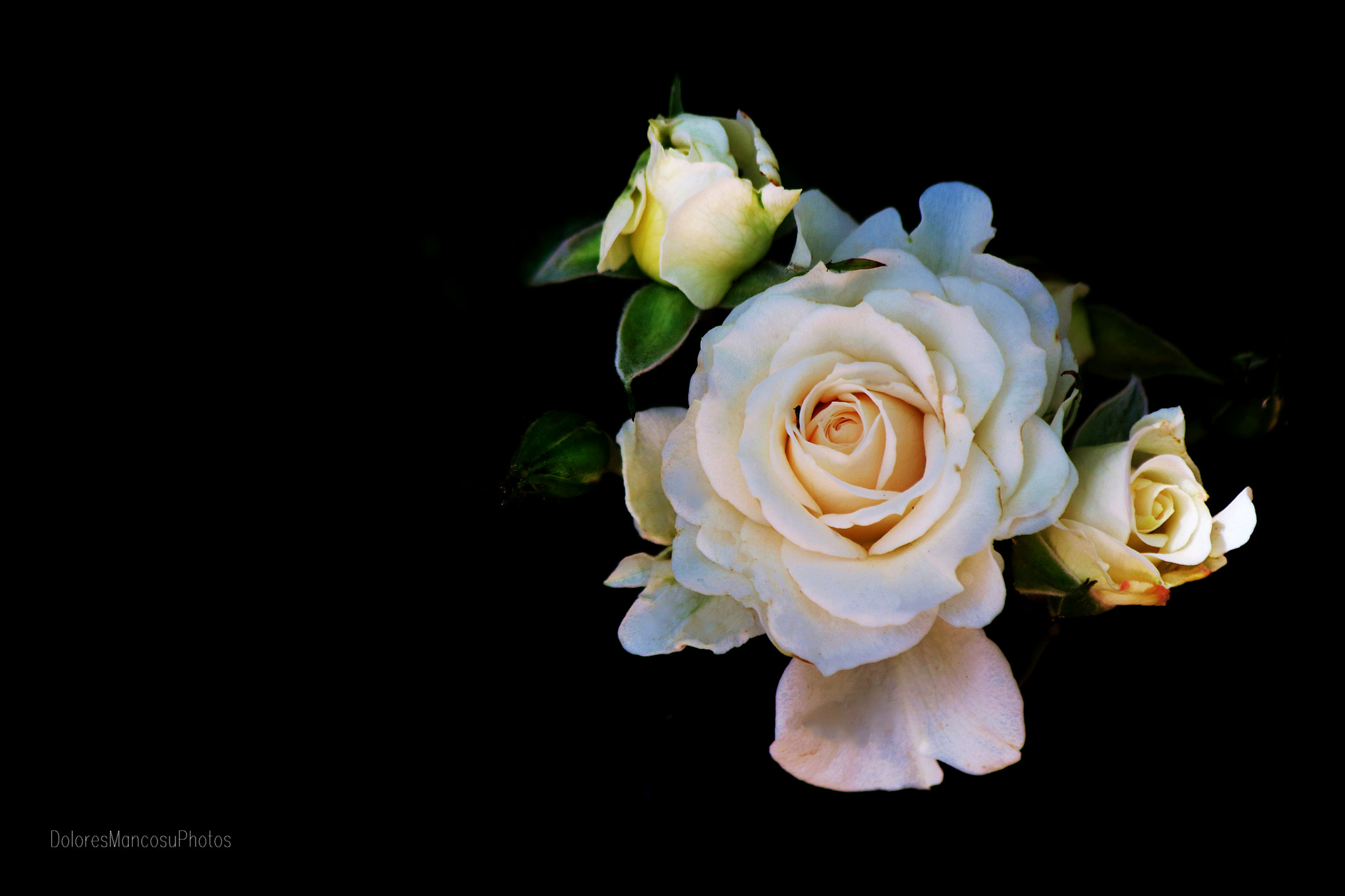 Canon EF 70-300mm F4-5.6 IS USM sample photo. The queen photography
