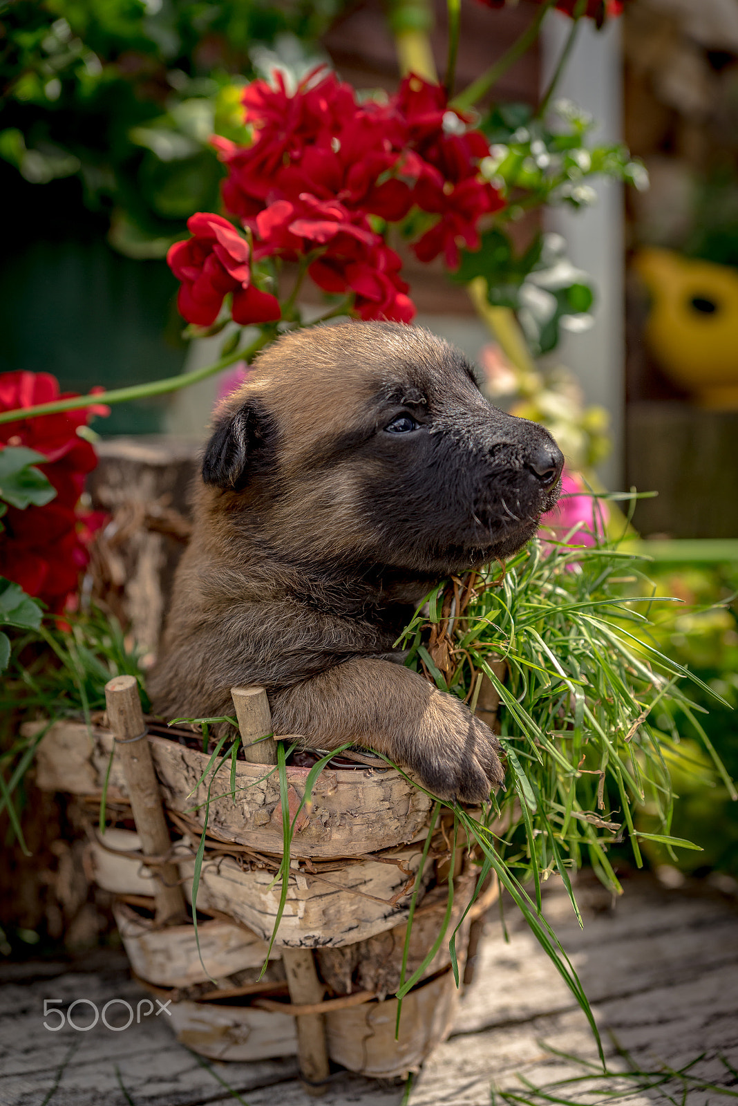 Sony a7R sample photo. Puppy photography