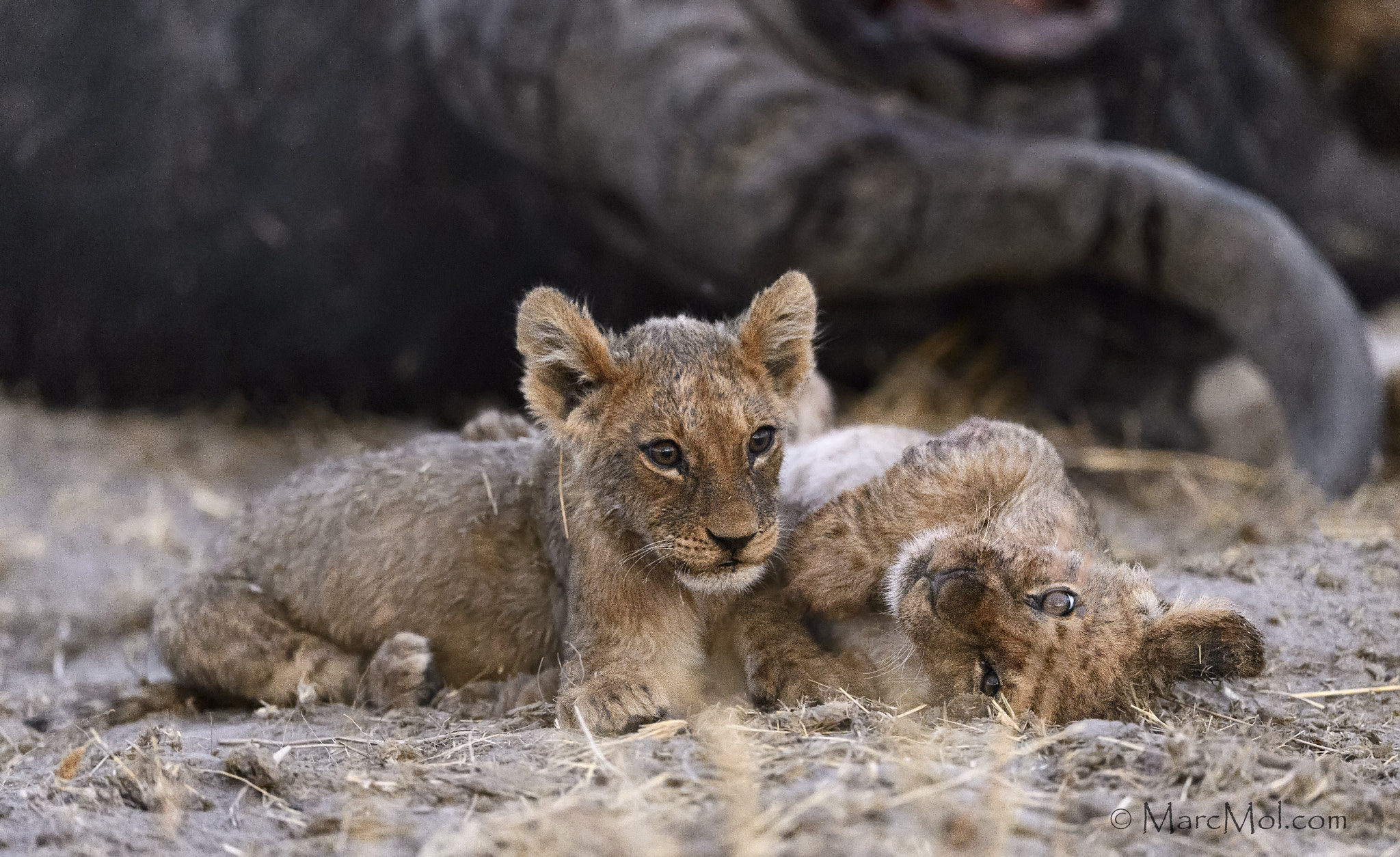 Nikon D4S + Nikon AF-S Nikkor 400mm F2.8E FL ED VR sample photo. Selinda cubs photography