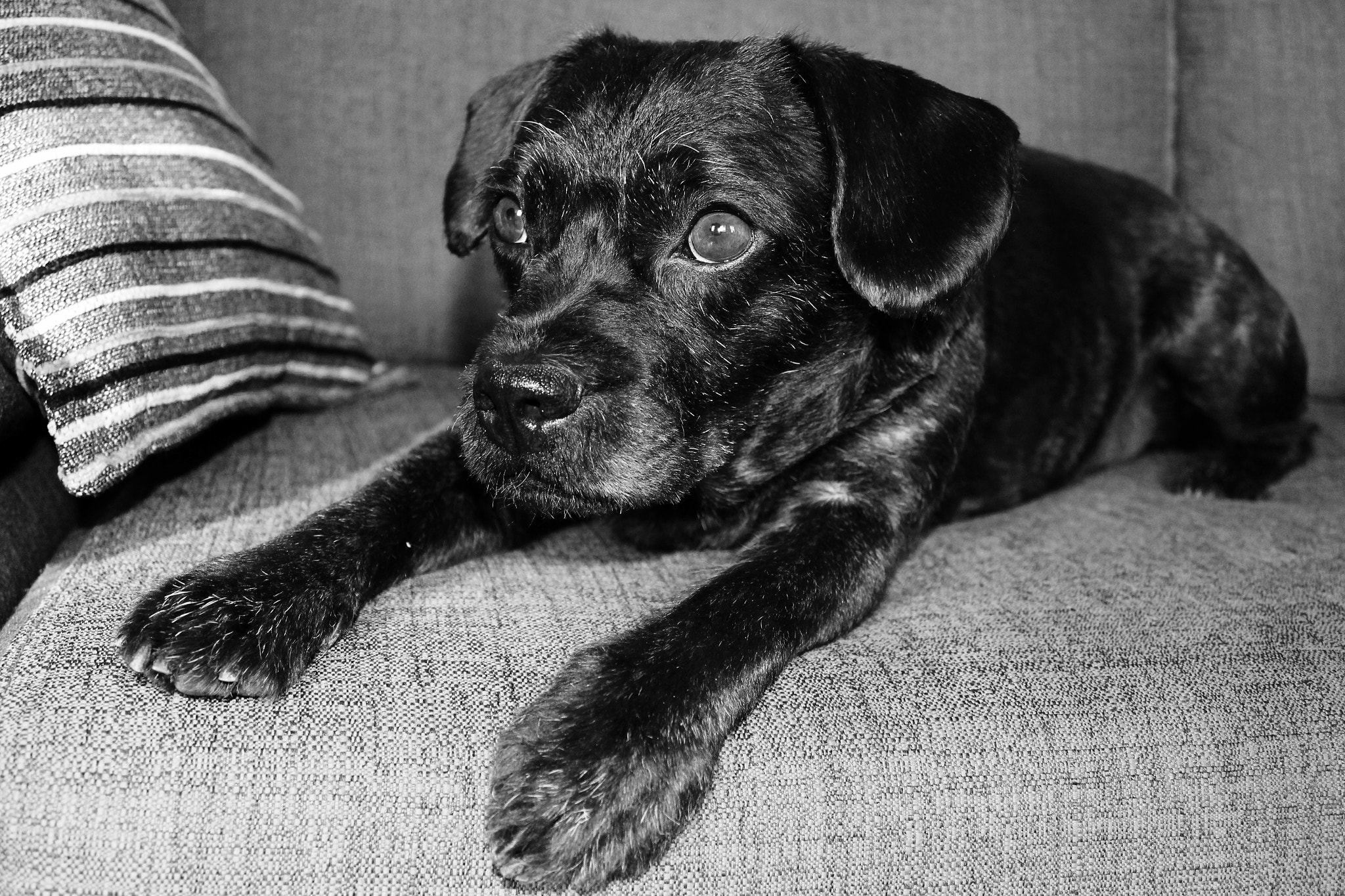 Canon EF-S 18-55mm F3.5-5.6 III sample photo. Higins photography