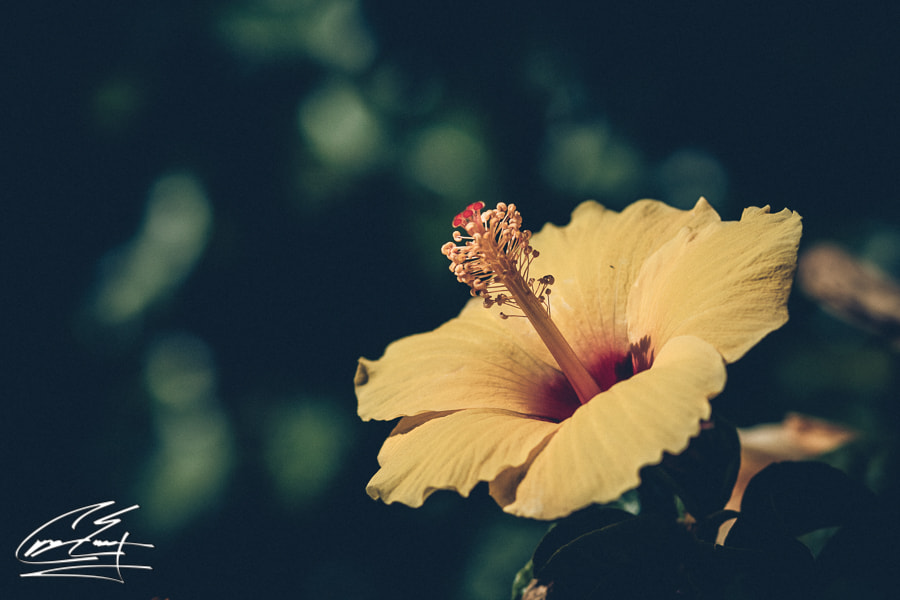 Canon EOS 650D (EOS Rebel T4i / EOS Kiss X6i) sample photo. Long and yellow photography