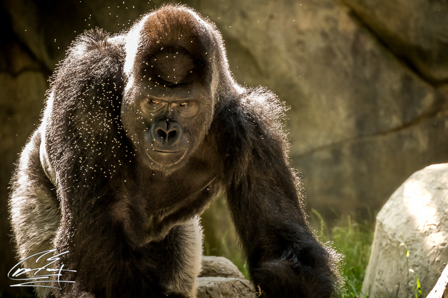 Canon EOS 650D (EOS Rebel T4i / EOS Kiss X6i) sample photo. Sunny days at the zoo photography