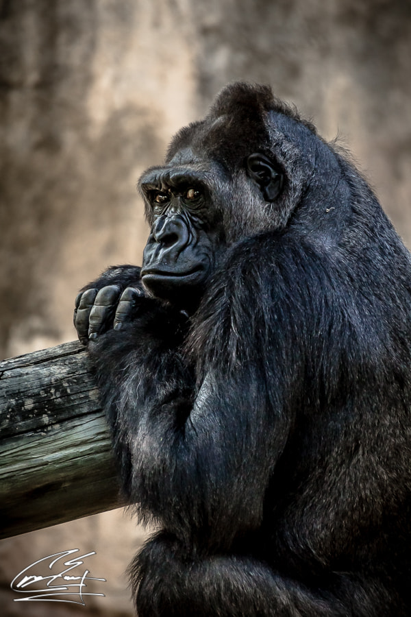 Canon EOS 650D (EOS Rebel T4i / EOS Kiss X6i) sample photo. Sunny days at the zoo photography