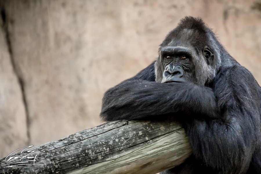 Canon EOS 650D (EOS Rebel T4i / EOS Kiss X6i) sample photo. Sunny days at the zoo photography