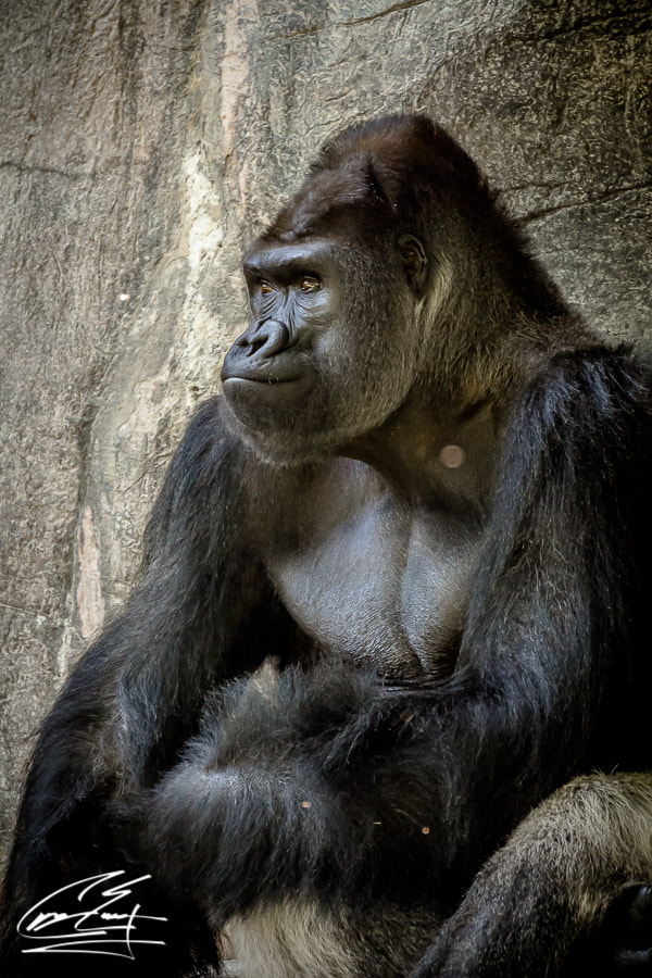 Canon EOS 650D (EOS Rebel T4i / EOS Kiss X6i) sample photo. Sunny days at the zoo photography