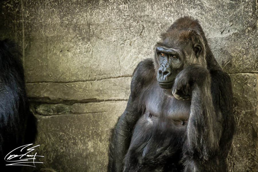 Canon EOS 650D (EOS Rebel T4i / EOS Kiss X6i) sample photo. Sunny days at the zoo photography