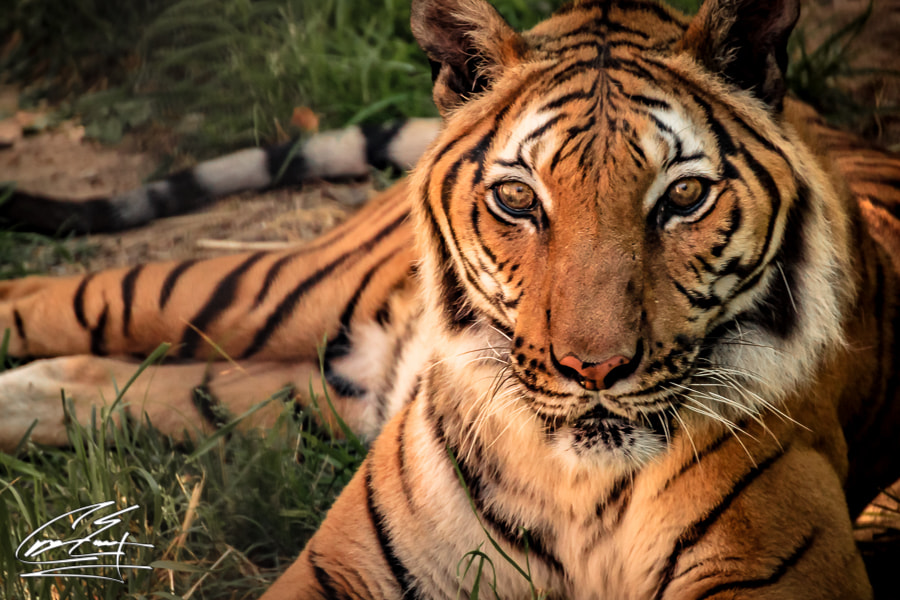 Canon EOS 650D (EOS Rebel T4i / EOS Kiss X6i) sample photo. Sunny days at the zoo photography