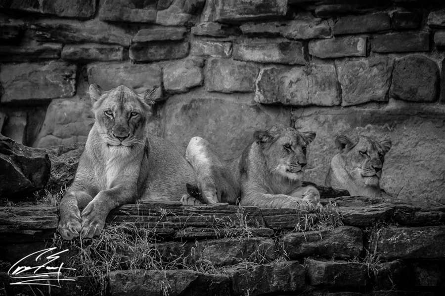 Canon EOS 650D (EOS Rebel T4i / EOS Kiss X6i) sample photo. Sunny days at the zoo photography