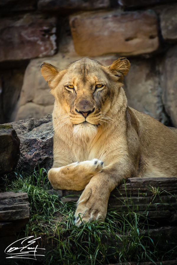 Canon EOS 650D (EOS Rebel T4i / EOS Kiss X6i) sample photo. Sunny days at the zoo photography