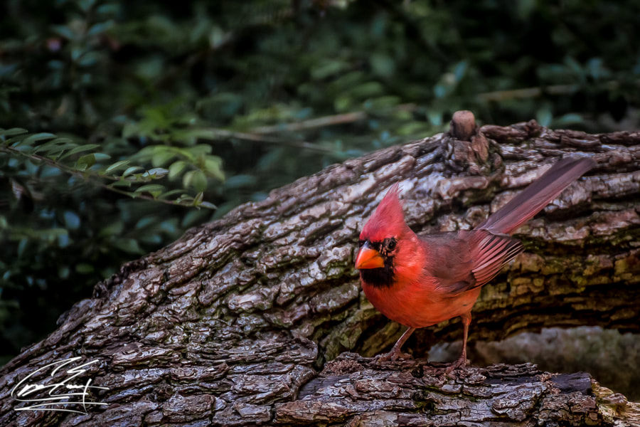 Canon EOS 650D (EOS Rebel T4i / EOS Kiss X6i) sample photo. Sunny days at the zoo photography