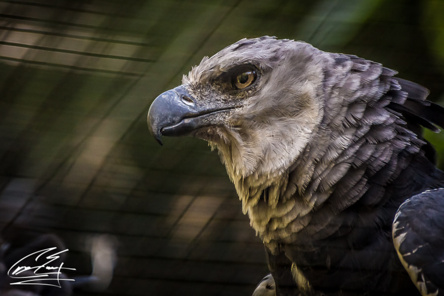 Canon EOS 650D (EOS Rebel T4i / EOS Kiss X6i) sample photo. Sunny days at the zoo photography