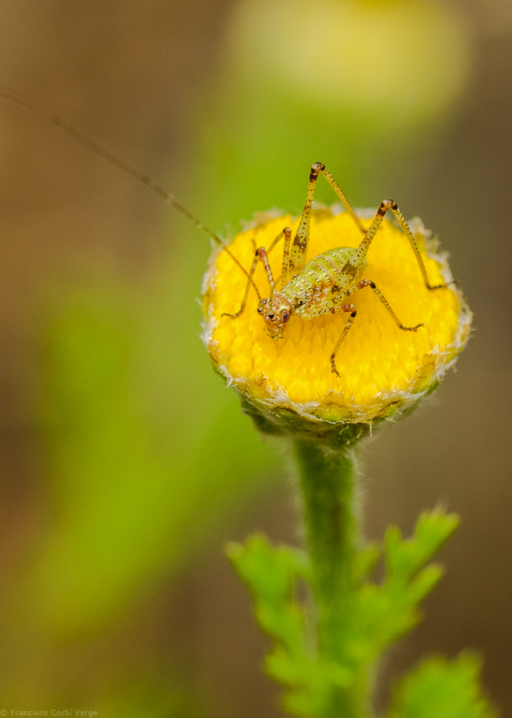 Olympus OM-D E-M1 + Sigma 150mm F2.8 EX DG Macro HSM sample photo. Salta saltamontes. photography