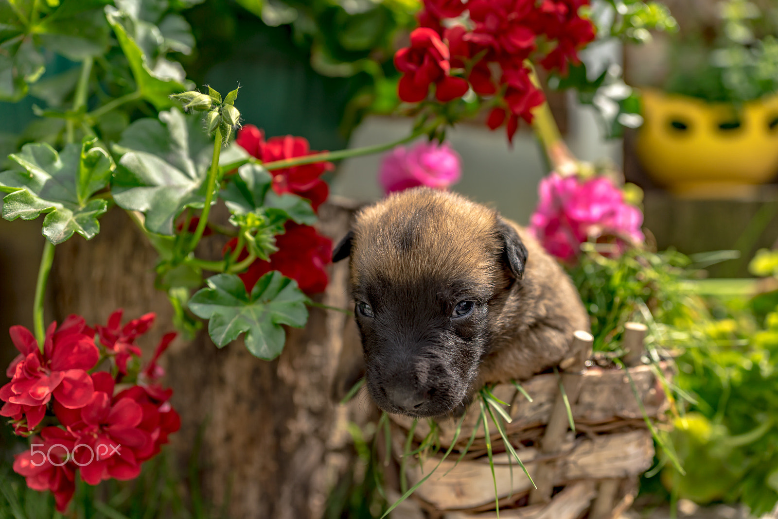 Sony a7R sample photo. Belgian malinois photography