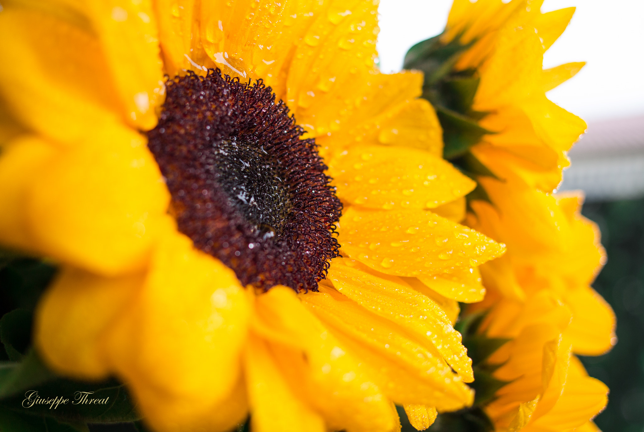 Canon EF 24mm F2.8 IS USM sample photo. Sunflower photography