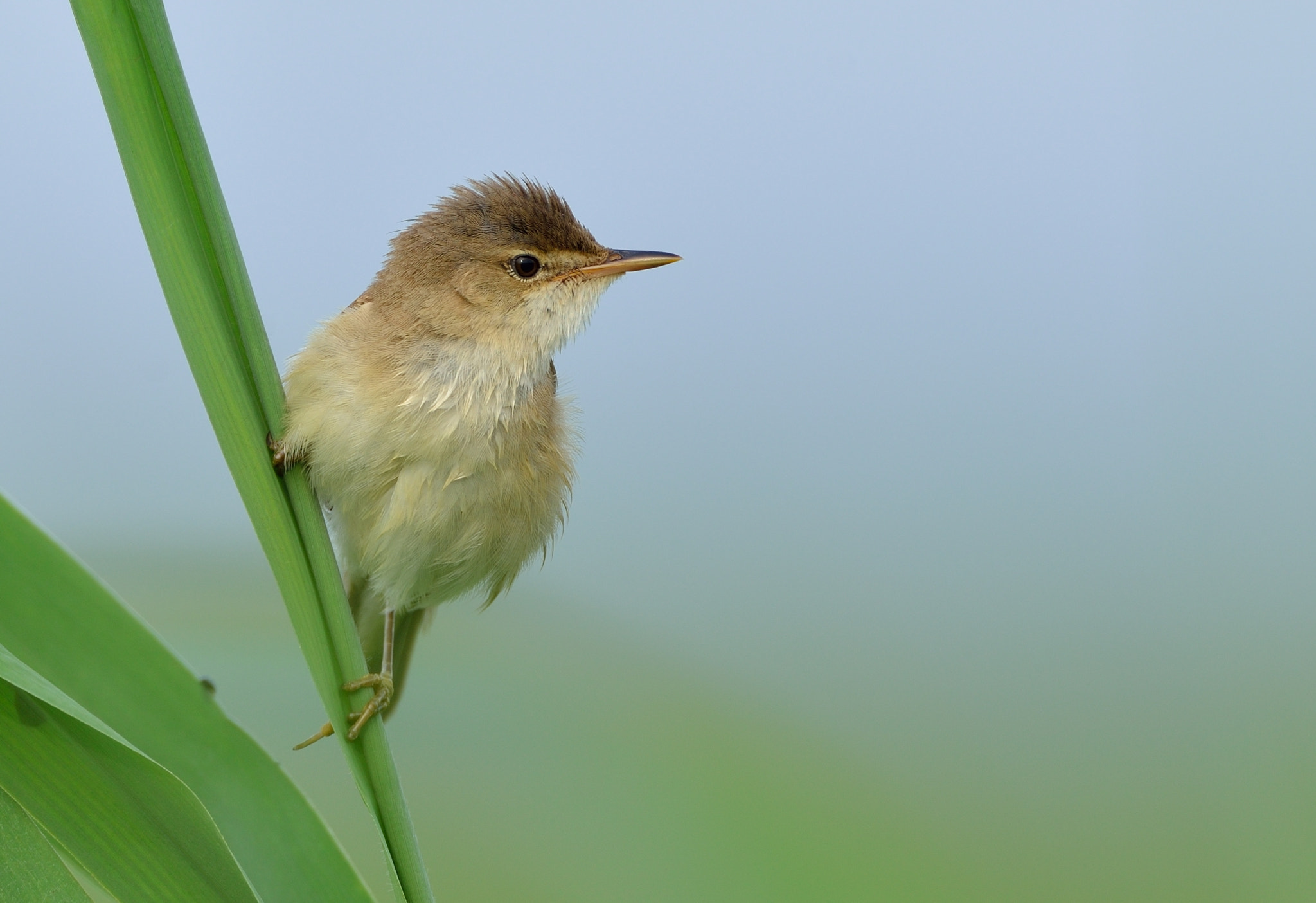 Nikon D600 + AF-S Nikkor 600mm f/4D IF-ED sample photo. Kleine karekiet photography