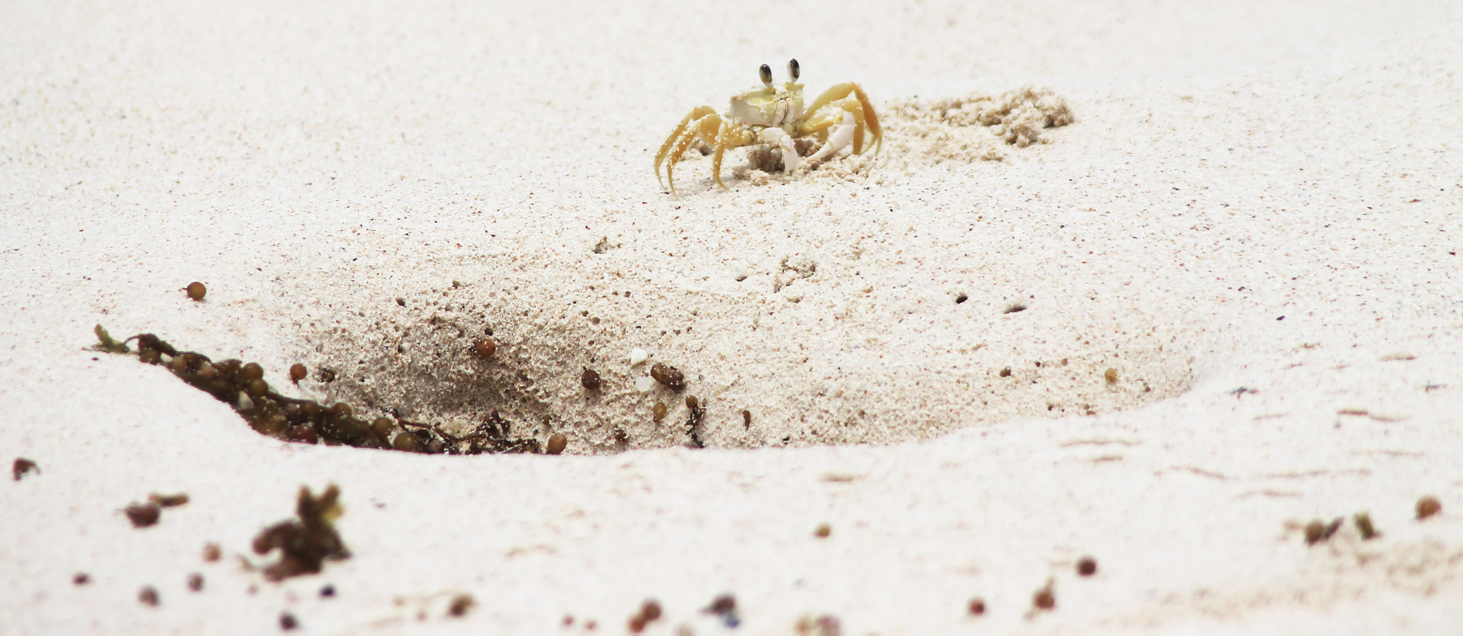 Canon EF 80-200mm F4.5-5.6 II sample photo. Krusty crab photography