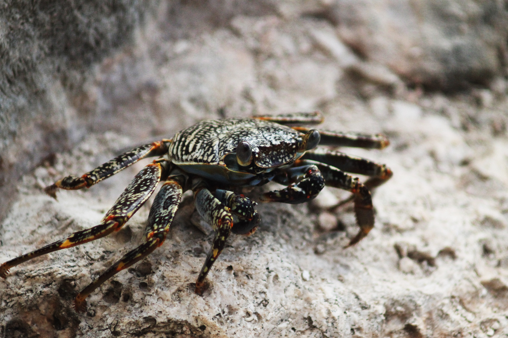 Canon EF 80-200mm F4.5-5.6 II sample photo. Mr krabs photography