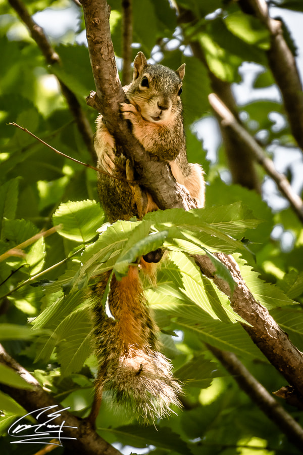 Canon EOS 650D (EOS Rebel T4i / EOS Kiss X6i) sample photo. Sunny days at the zoo photography