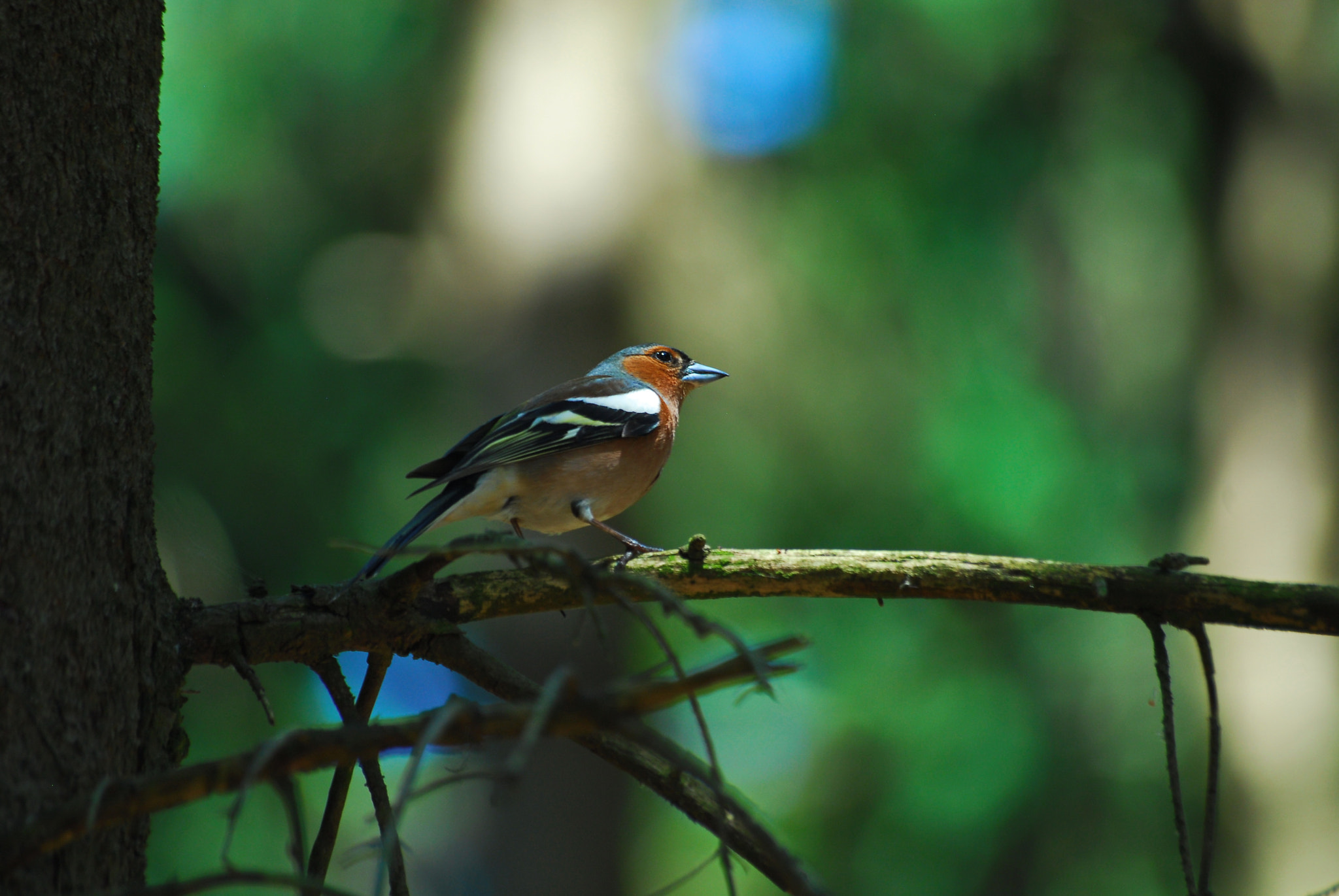 Sigma 70-300mm F4-5.6 APO Macro Super II sample photo. Bird photography