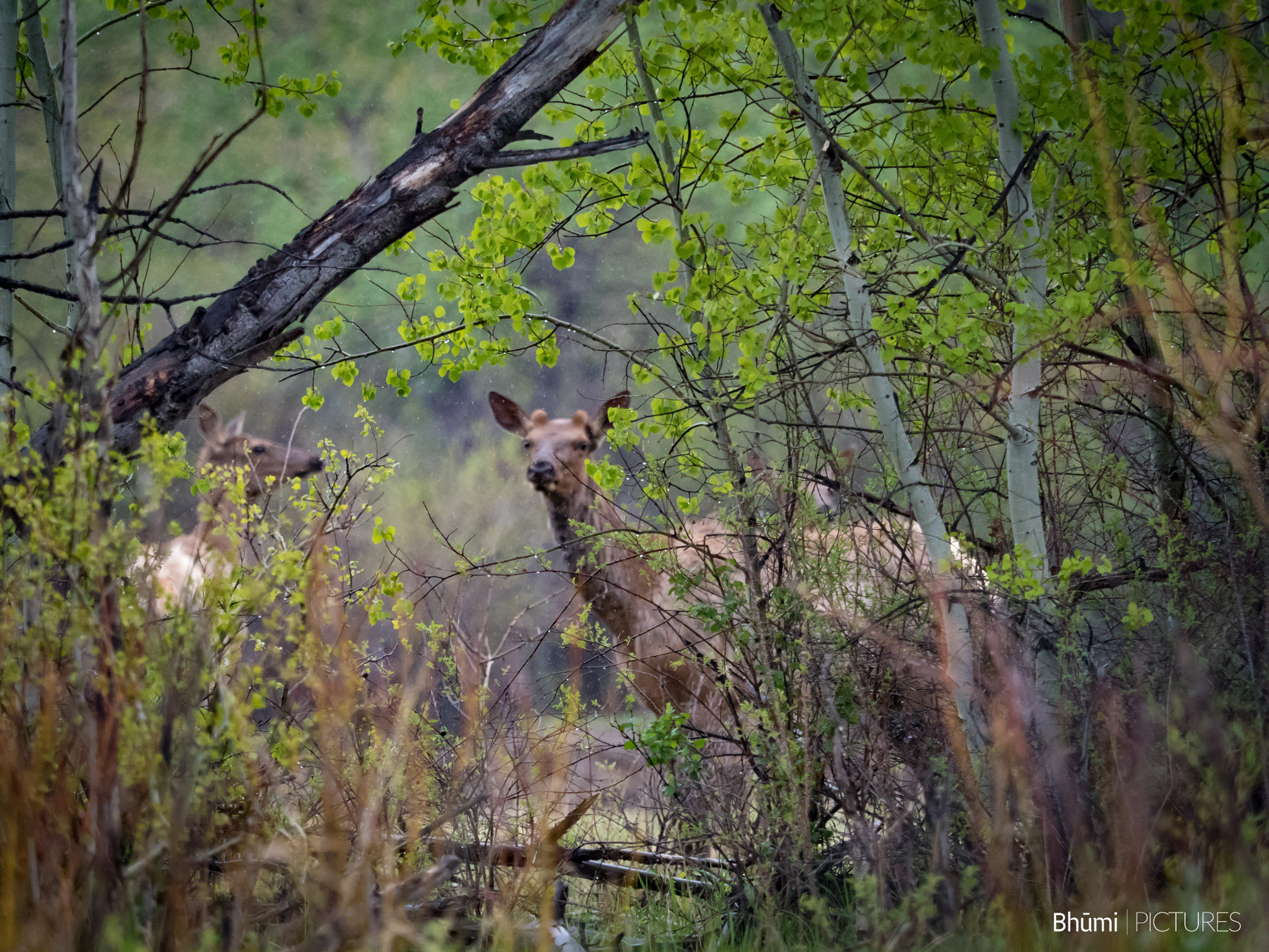 Panasonic Lumix DMC-GH4 + Olympus M.Zuiko Digital ED 40-150mm F2.8 Pro sample photo. Elk in rain photography