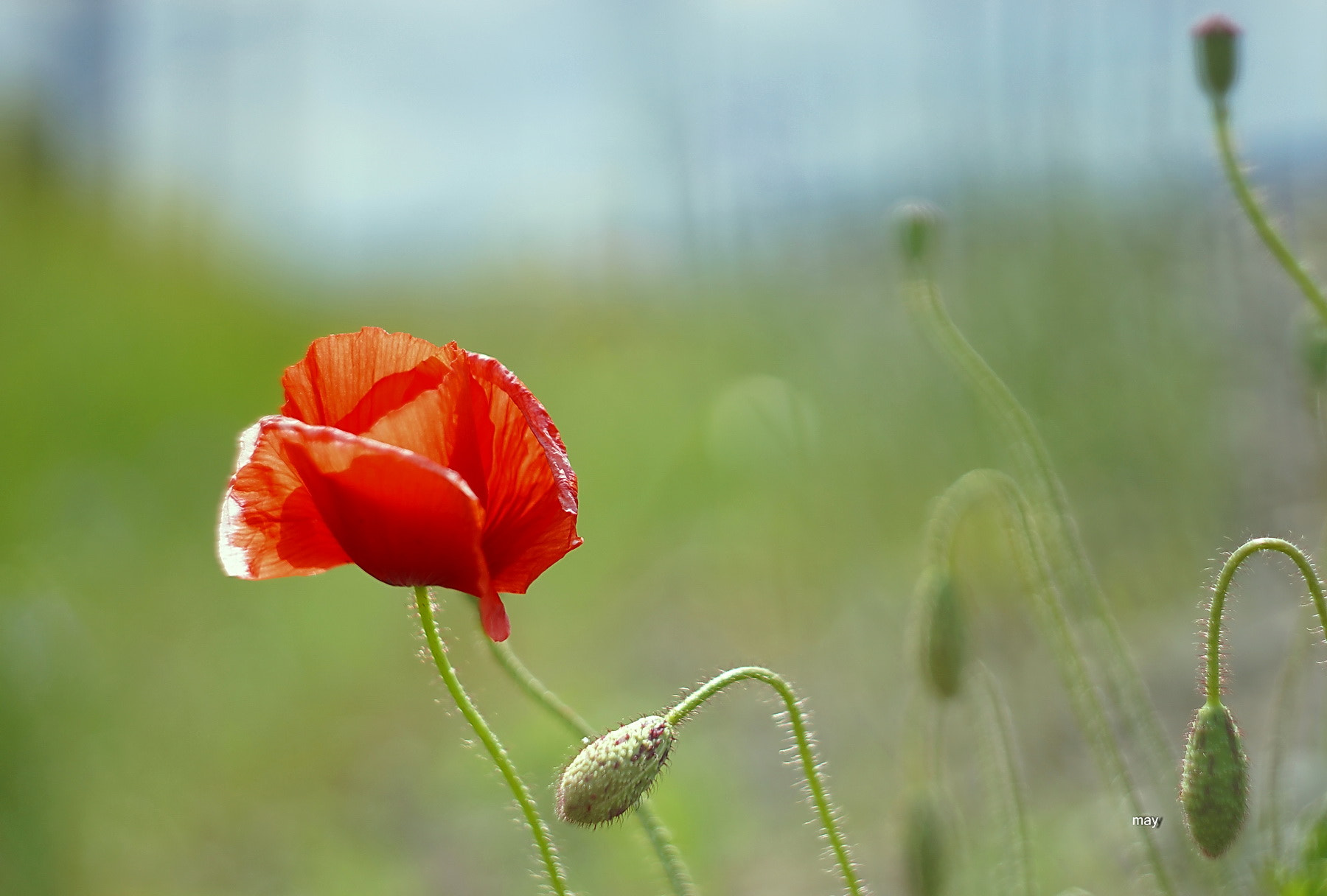 Sony SLT-A65 (SLT-A65V) + Minolta AF 50mm F1.7 sample photo. Poppy.. photography