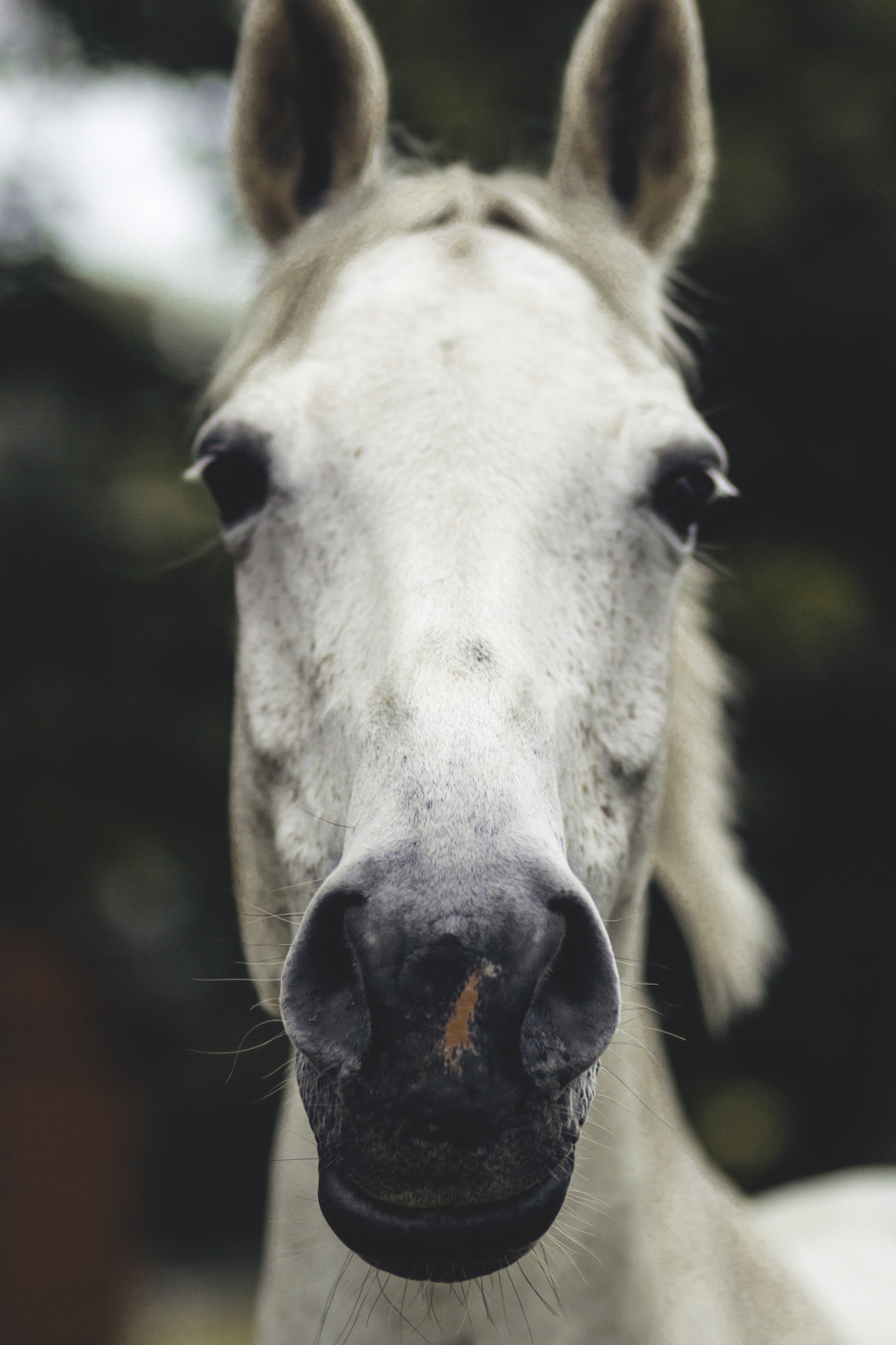 Canon EOS 600D (Rebel EOS T3i / EOS Kiss X5) + Canon EF 100mm F2.0 USM sample photo. White horse photography