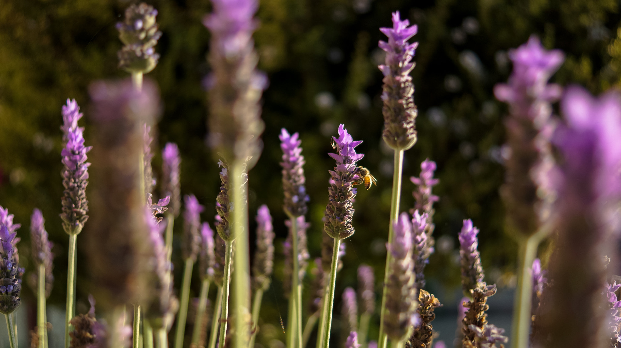 Sony SLT-A57 + Sony DT 30mm F2.8 Macro SAM sample photo. Lavanda photography