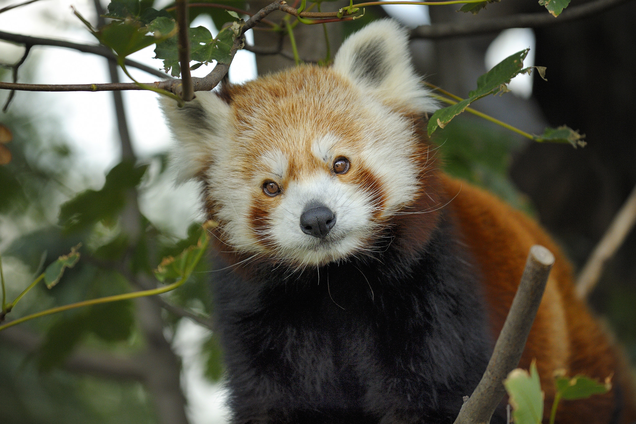 Nikon D3X sample photo. Sweet teddy to cuddle photography