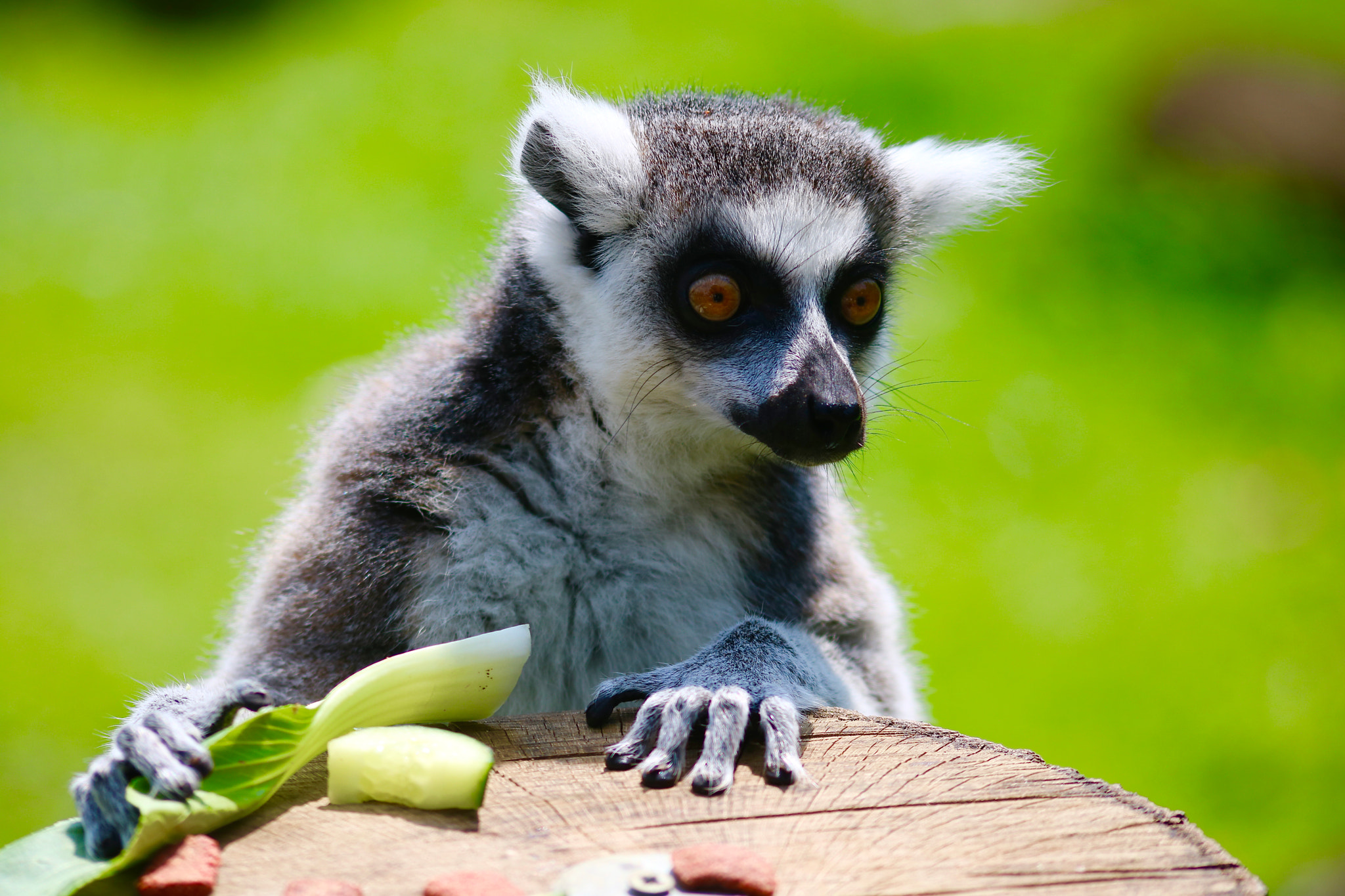Sigma 70-300mm F4-5.6 APO DG Macro sample photo. Lemur and his food photography