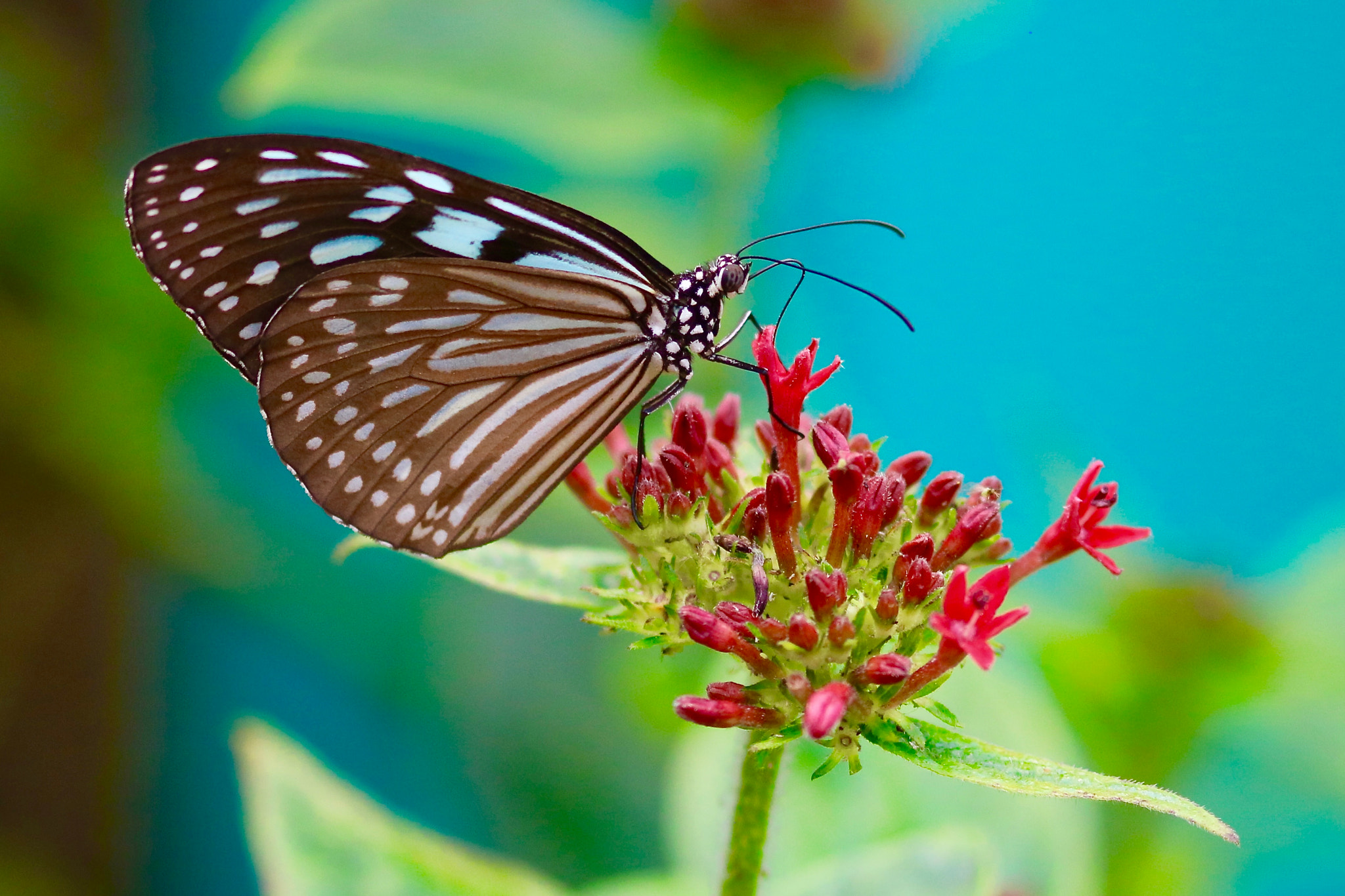 Sigma 70-300mm F4-5.6 APO DG Macro sample photo. Blue butterfly photography