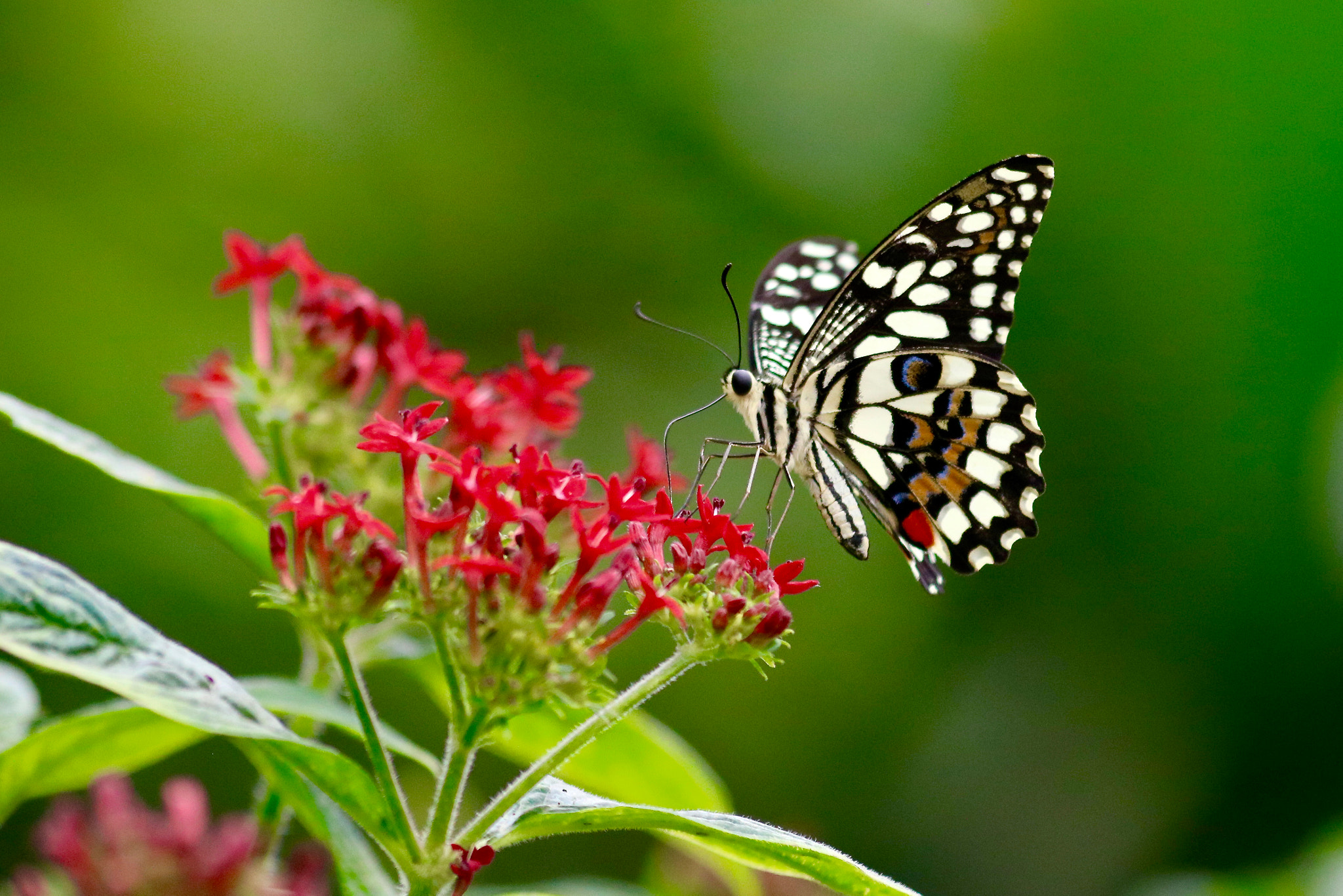 Sigma 70-300mm F4-5.6 APO DG Macro sample photo. Black and white butterfly photography