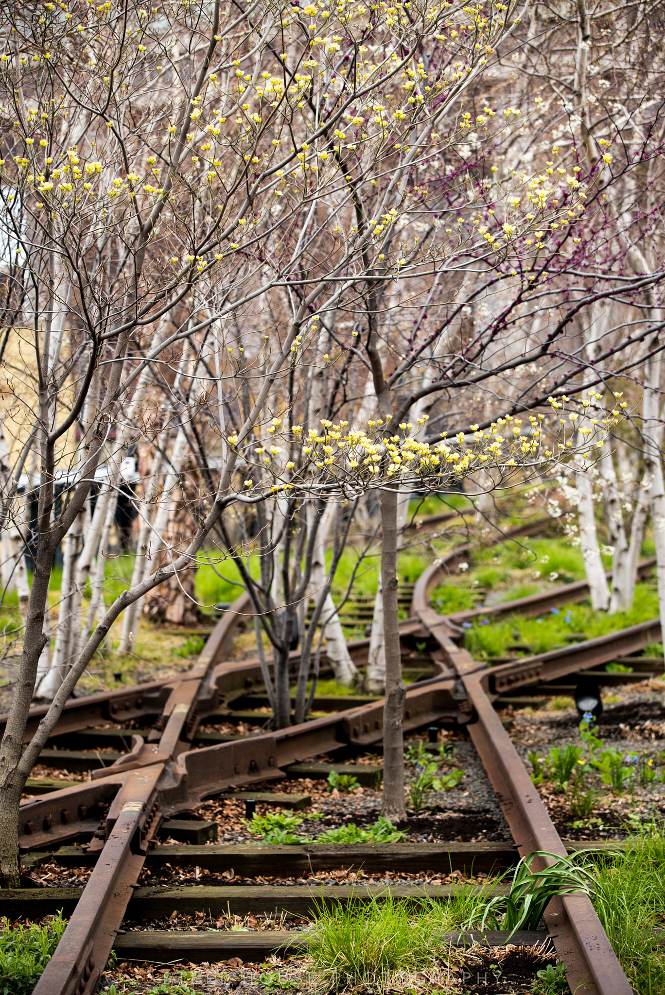 Sony a7S sample photo. Old tracks photography