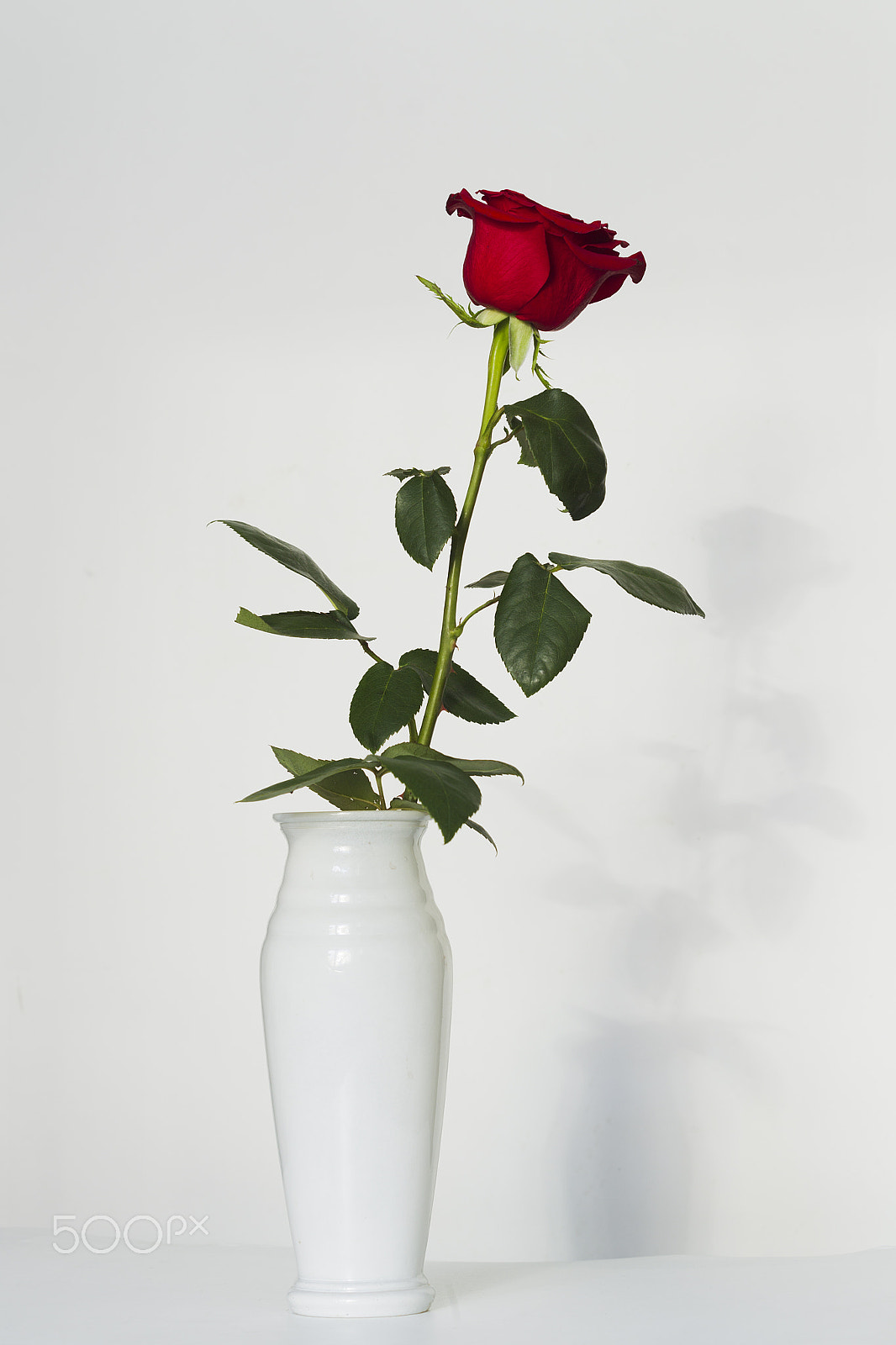 Canon EOS-1D Mark IV sample photo. Red rose on a white background photography