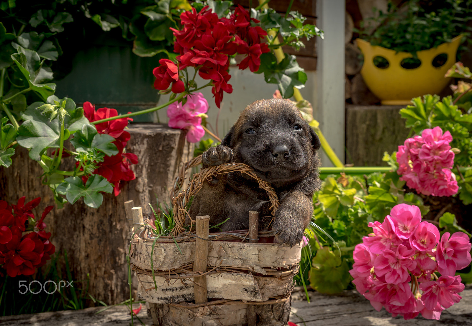 Sony a7R sample photo. Belgian malinois photography