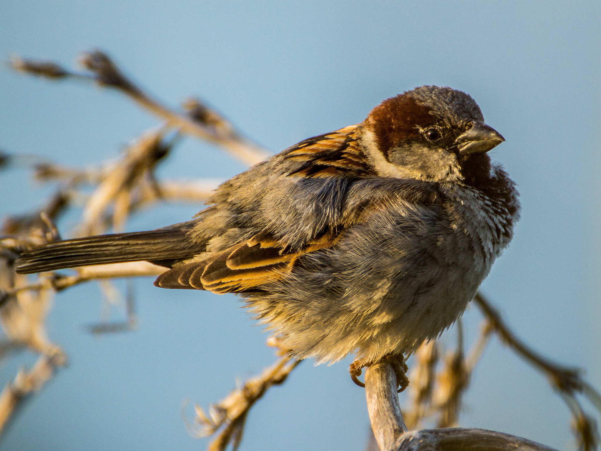 Tamron SP 35mm F1.8 Di VC USD sample photo. Small birds 1 photography
