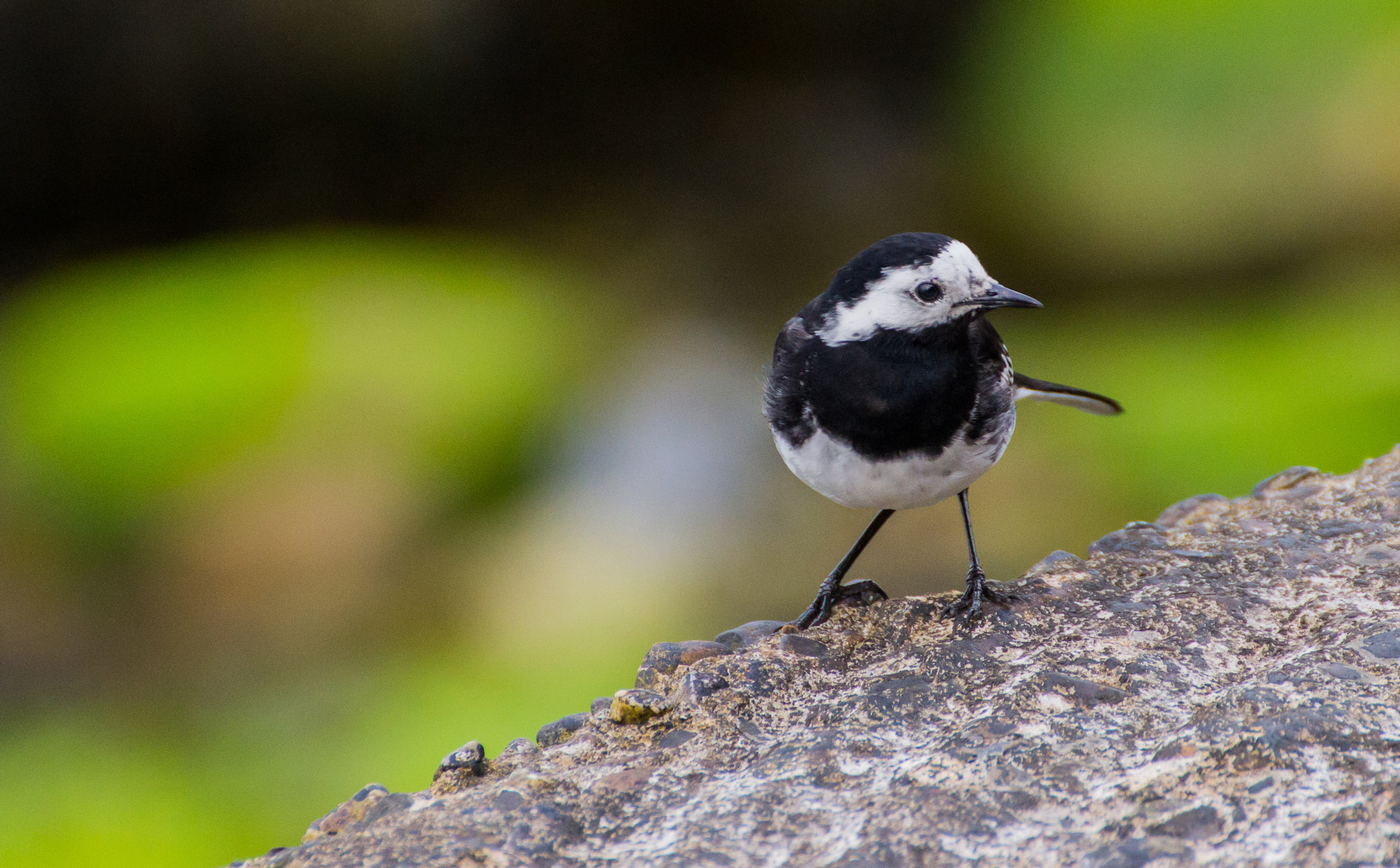 Tamron SP 35mm F1.8 Di VC USD sample photo. Small birds 2 photography