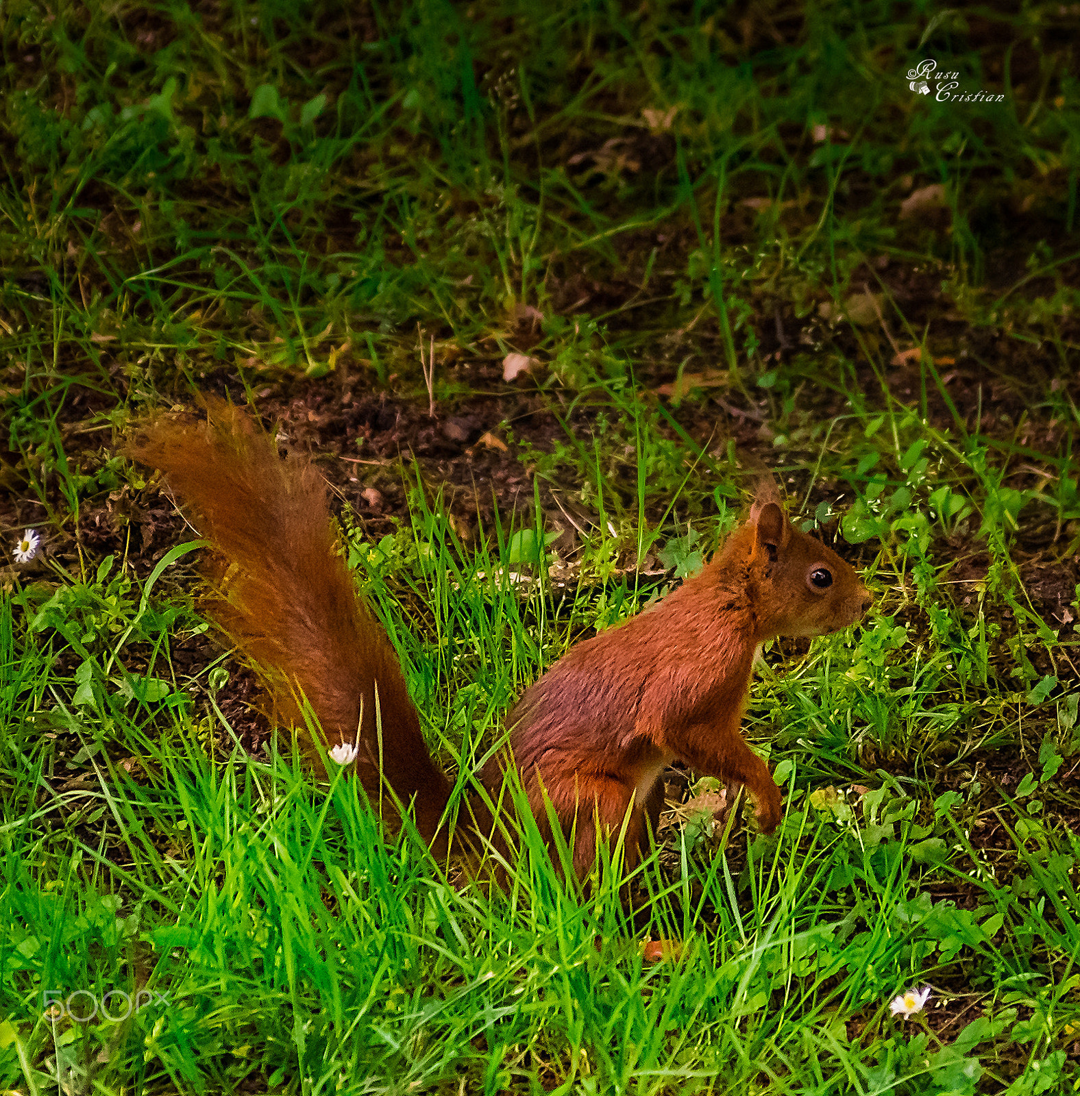Sigma 28-300mm F3.5-6.3 DG Macro sample photo. Squirrel photography
