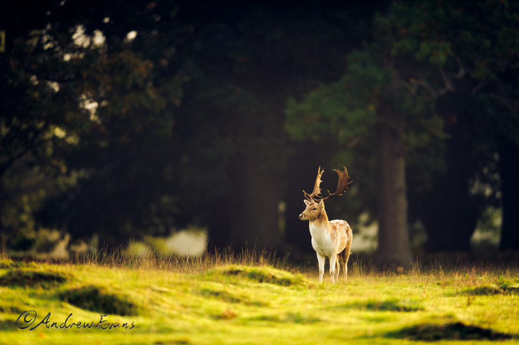 Nikon AF-S Nikkor 400mm F2.8G ED VR II sample photo. Prince of the forest photography