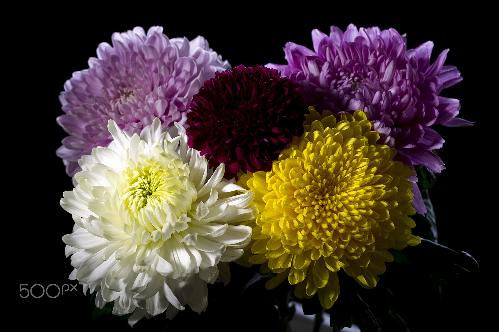 Canon EOS-1D Mark IV sample photo. Bouquet of carnations photography