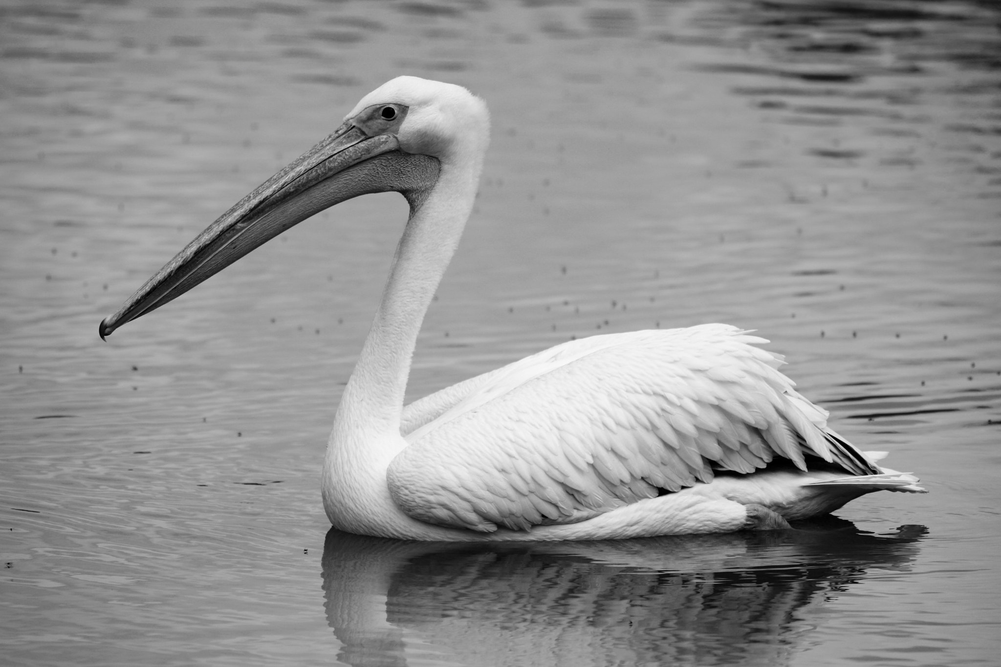 Sigma 70-300mm F4-5.6 APO DG Macro sample photo. Pelican photography