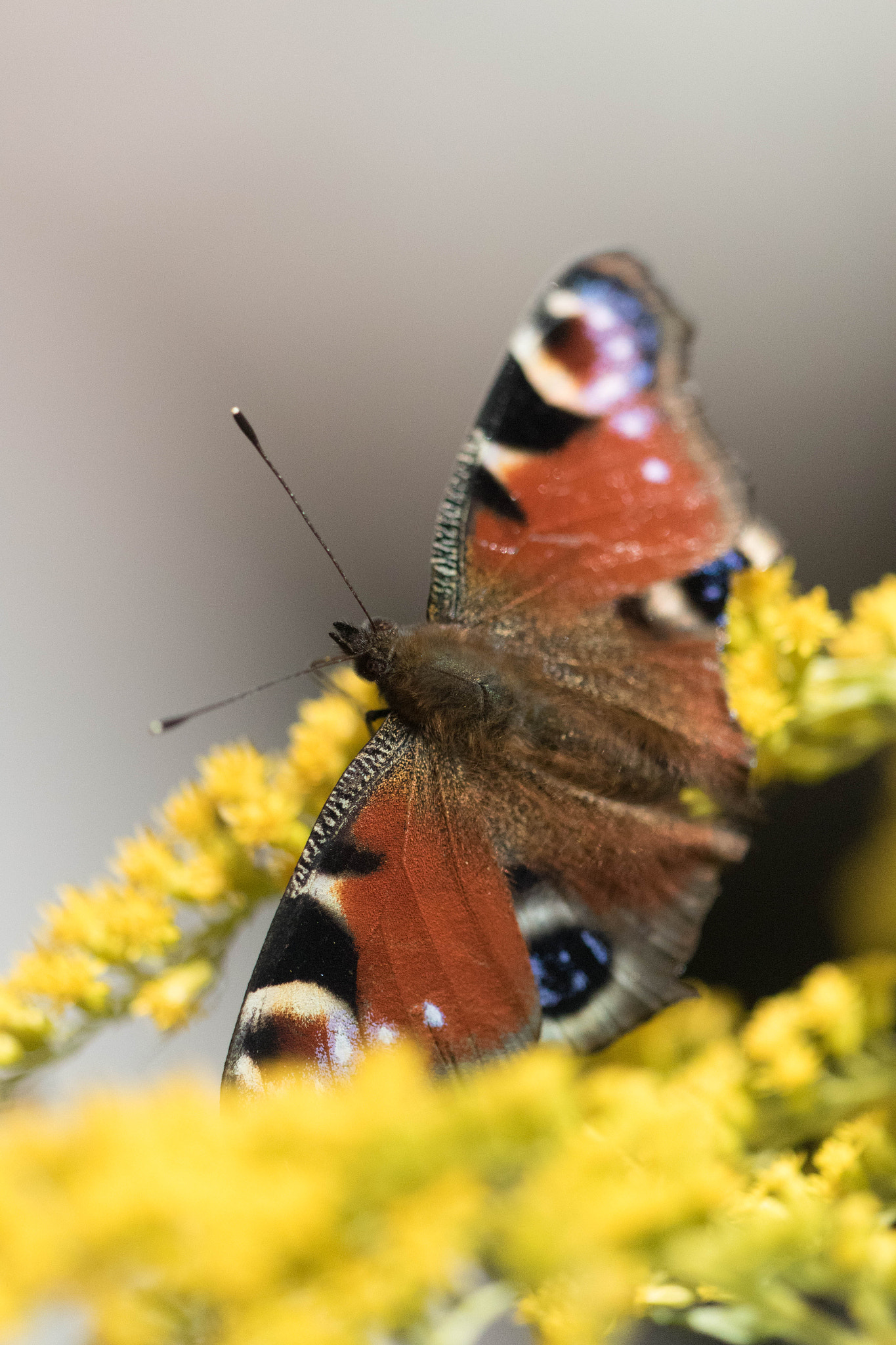 Sigma APO Macro 150mm f/2.8 EX DG HSM sample photo. Peacock butterfly photography