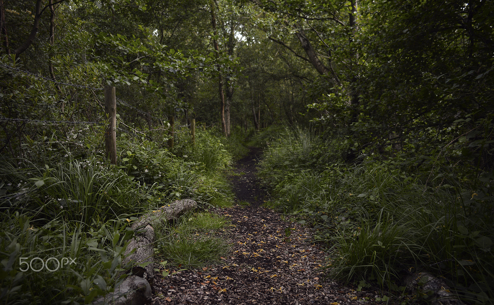 Nikon AF Micro-Nikkor 200mm F4D ED-IF sample photo. Shapwick heath photography