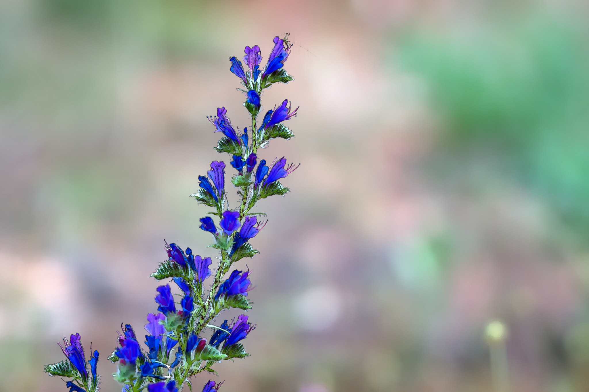 Sony Sonnar T* 135mm F1.8 ZA sample photo. Borage grass photography