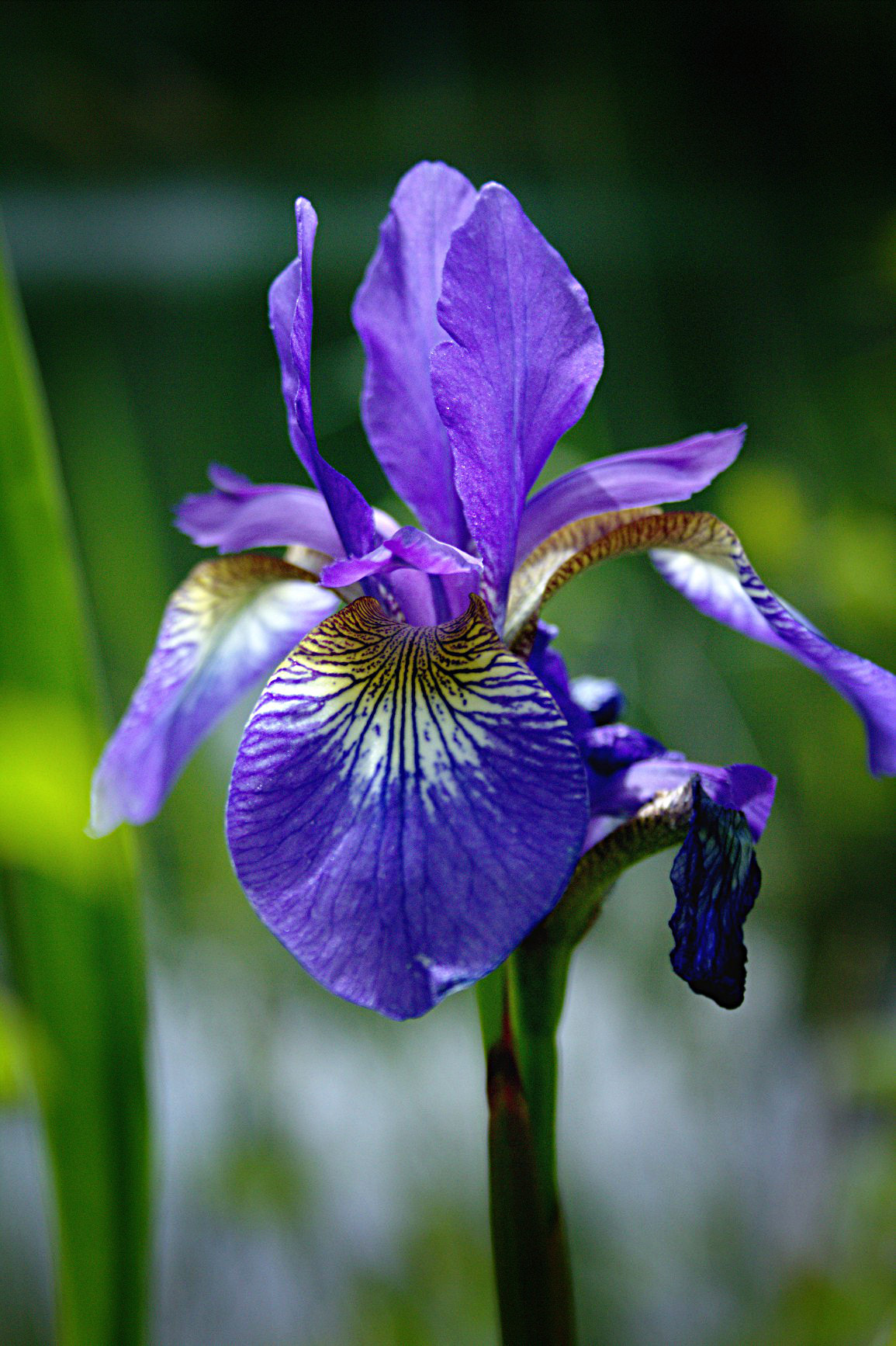 Canon EF-S 18-55mm F3.5-5.6 sample photo. Iris photography