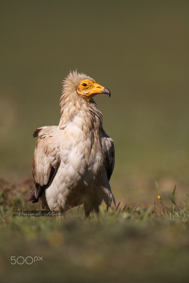 Canon EOS 7D + Canon EF 400mm f/2.8L sample photo. Egyptian vulture in spring photography