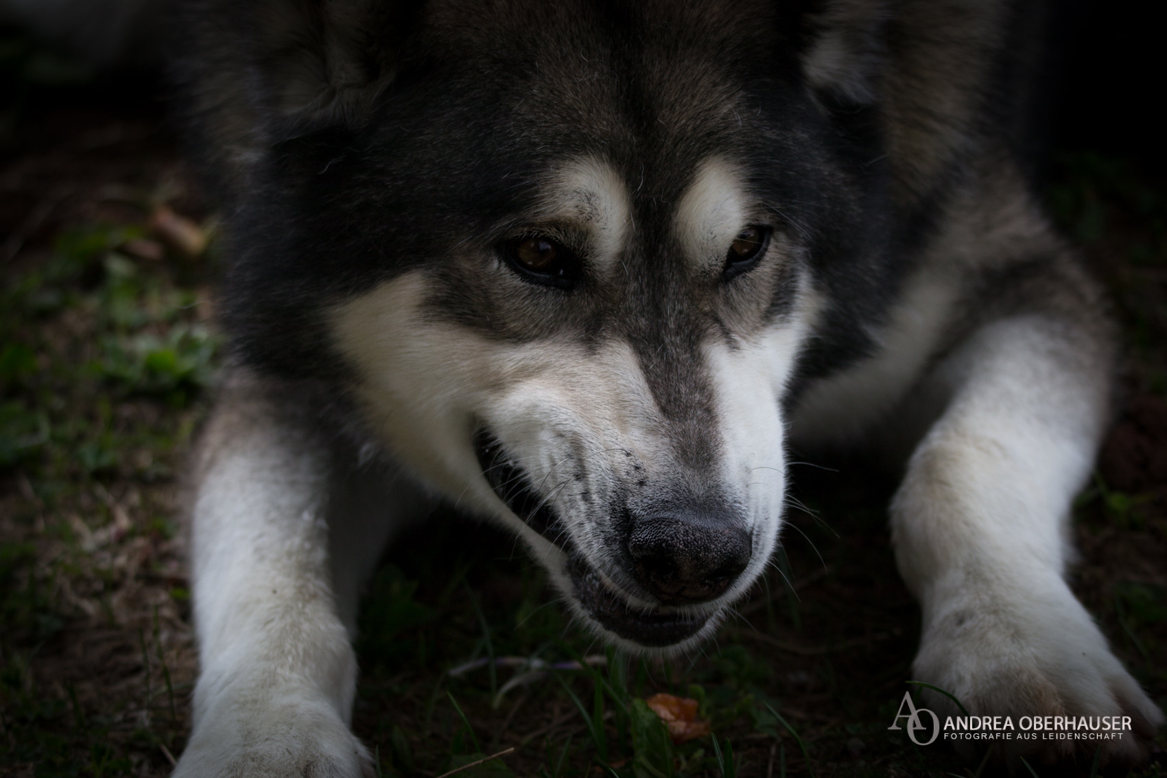 Nikon D3100 sample photo
